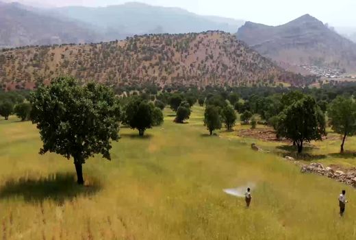 مبارزه با جوندگان مضر و ملخ صحرایی در اراضی کشاورزی استان چهارمحال و بختیاری