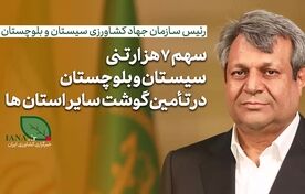 فیلم | رئیس سازمان جهاد کشاورزی سیستان‌وبلوچستان: 7هزار تن گوشت کشور را تامین کردیم