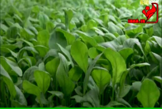 آینده کشاورزی و غذا در گذر تغییرات آب و هوایی