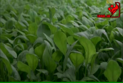 آینده کشاورزی و غذا در گذر تغییرات آب و هوایی