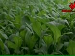 آینده کشاورزی و غذا در گذر تغییرات آب و هوایی