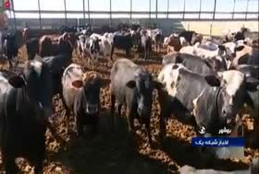 افتتاح طرح های بخش کشاورزی استان بوشهر