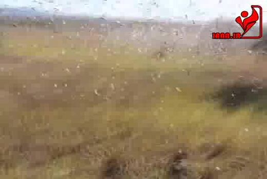هجوم حشرات (ماداگاسکار)