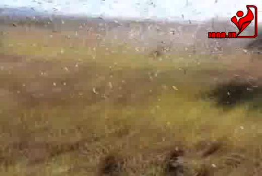 هجوم حشرات (ماداگاسکار)