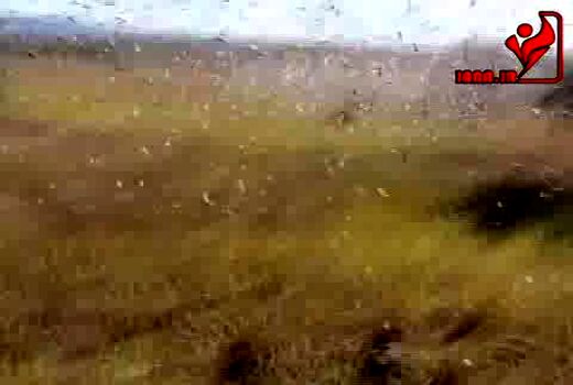 هجوم حشرات (ماداگاسکار)