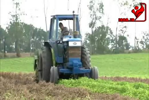 برداشت مکانیزه بادام زمینی