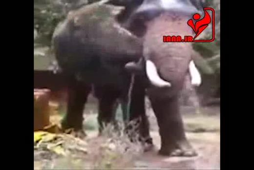 شستن فیل‌ها در هوای گرم تابستان 