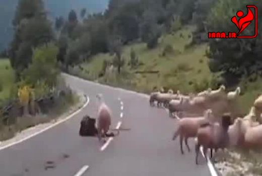 کودتای گوسفندان علیه چوپان