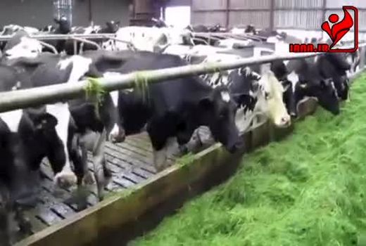 سیستم زراعی چراگاه در مزرعه