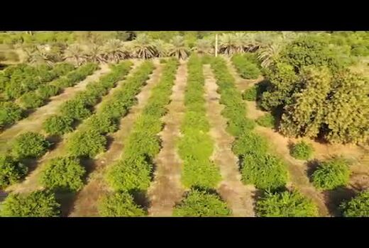 پیش بینی ۳ هزار میلیارد تومان برای بخش کشاورزی هرمزگان