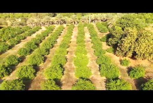 پیش بینی ۳ هزار میلیارد تومان برای بخش کشاورزی هرمزگان