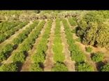 پیش بینی ۳ هزار میلیارد تومان برای بخش کشاورزی هرمزگان