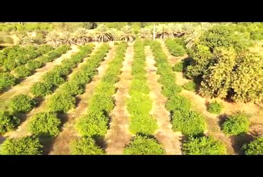 پیش بینی ۳ هزار میلیارد تومان برای بخش کشاورزی هرمزگان