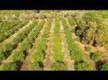 پیش بینی ۳ هزار میلیارد تومان برای بخش کشاورزی هرمزگان