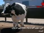 آیا نیکرز قد بلند ترین گاو جهان است؟
