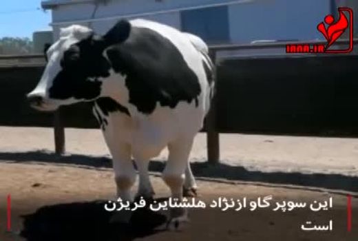 آیا نیکرز قد بلند ترین گاو جهان است؟