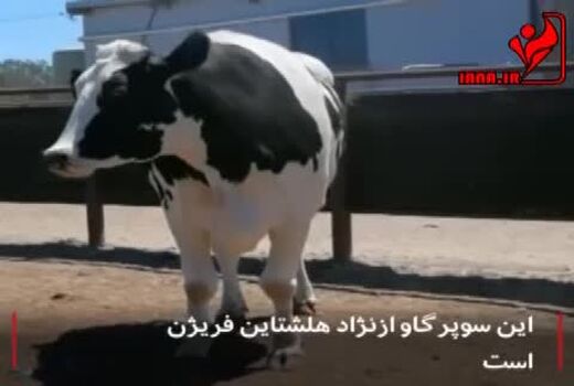 130 رأس گاو با نژاد سمینتال در دامغان تلقیح شد