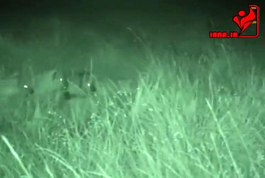 حیات وحش| جدال شیر و کفتار