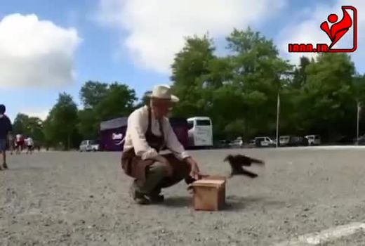 کلاغ آموزش دیده برای جمع‌آوری فیلتر سیگار 