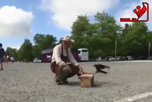 کلاغ آموزش دیده برای جمع‌آوری فیلتر سیگار 