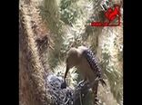 پرنده ای که از مغز پرندگان تغذیه می کند 