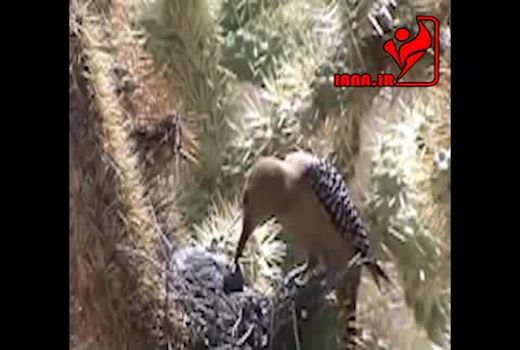 پرنده ای که از مغز پرندگان تغذیه می کند 