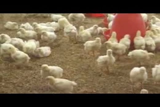 توضیحات معاون وزیر جهاد کشاورزی درباره علل افزیش ناگهانی قیمت مرغ