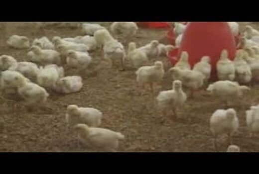 توضیحات معاون وزیر جهاد کشاورزی درباره علل افزیش ناگهانی قیمت مرغ