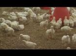 توضیحات معاون وزیر جهاد کشاورزی درباره علل افزیش ناگهانی قیمت مرغ
