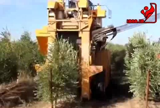 برداشت مکانیزه زیتون