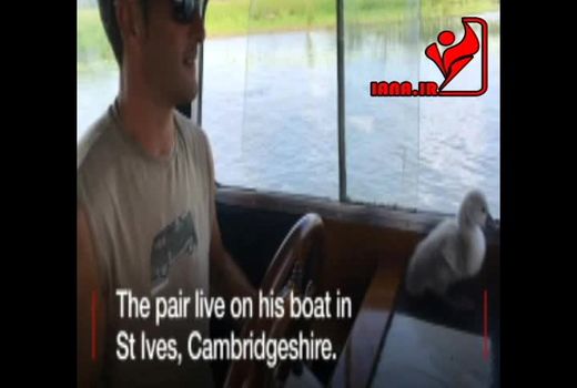 دوستی سگ و اردک