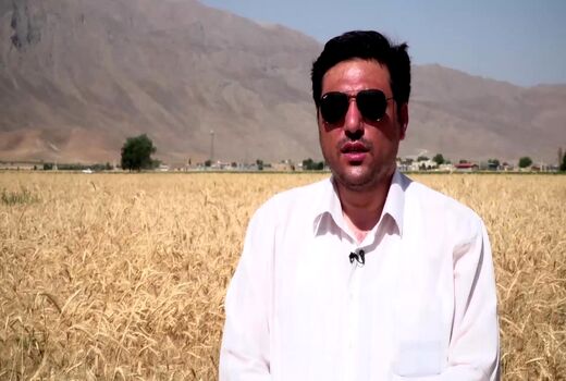 برداشت گندم از مزارع استان چهارمحال و بختیاری