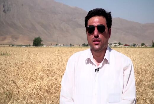 برداشت گندم از مزارع استان چهارمحال و بختیاری