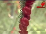 تولید گوجه فرنگی های یک دست و یک اندازه در گلخانه