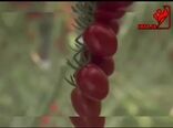 تولید گوجه فرنگی های یک دست و یک اندازه در گلخانه