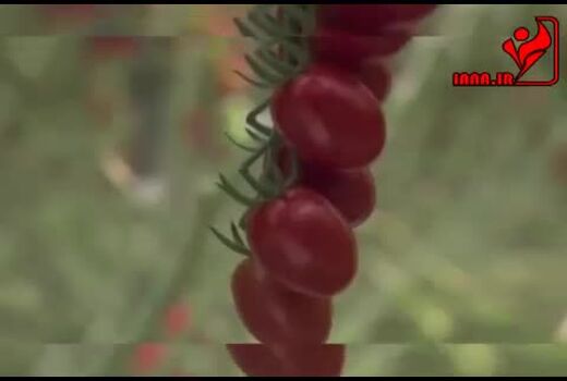 تولید گوجه فرنگی های یک دست و یک اندازه در گلخانه