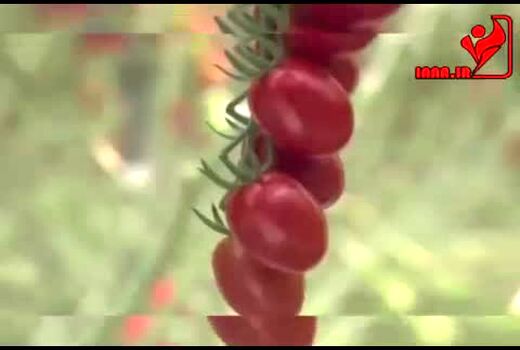 تولید گوجه فرنگی های یک دست و یک اندازه در گلخانه