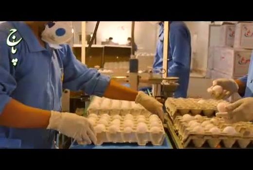 تولید تخم مرغ بیش از نیاز کشور است