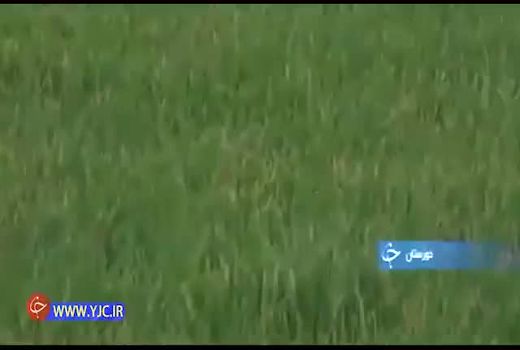 وقتی همت کشاورزان، ایران را در تولید برنج خودکفا کرد