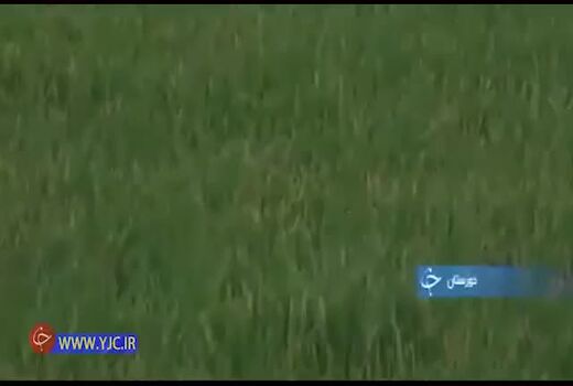 وقتی همت کشاورزان، ایران را در تولید برنج خودکفا کرد