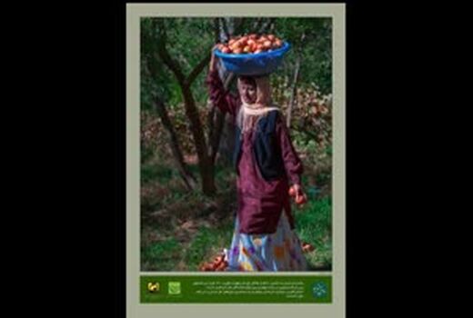 نمایشگاه عکس میوه ایرانی