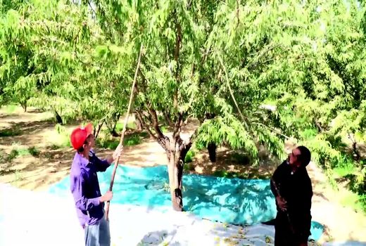 تولید کننده نمونه بادام در چهارمحال و بختیاری