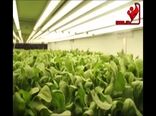 کاهش 95 درصدی مصرف آب و خاک در روش های جدید کشت
