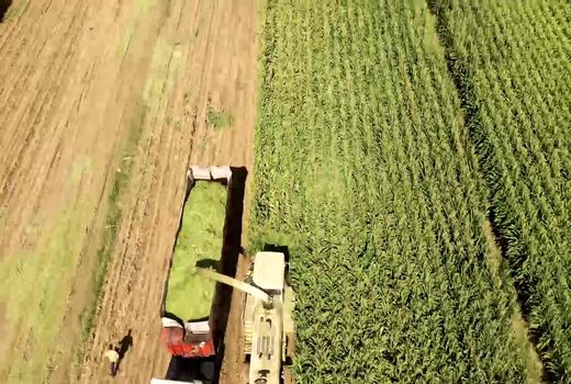 برداشت ذرت علوفه ای از مزارع کشاورزی استان چهارمحال و بختیاری