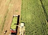 برداشت ذرت علوفه ای از مزارع کشاورزی استان چهارمحال و بختیاری